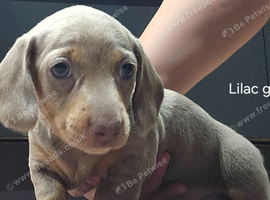 4 beautiful miniature daschund puppies for sale. From &pound;700.