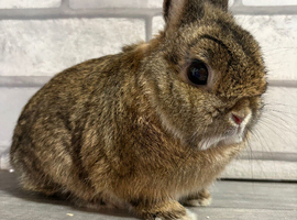 Netherland Dwarf Boy
