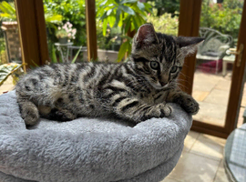 Kittens