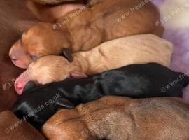 KC registered MINI DACHUNDS
