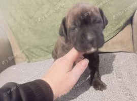 American bully