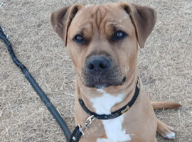 8 month old male