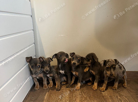 Jack Russell puppies
