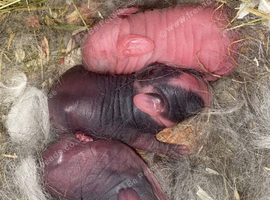 Full mini lops