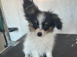 Beautiful little kc registered bitch papillon