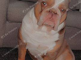 Old tyme bulldog