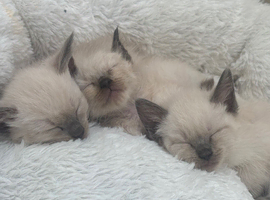 Ragdoll kittens