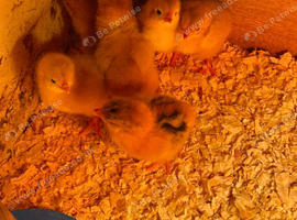 2 day old Warren x buff Orpington chick's