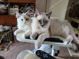 Two Ragdolls, 16months old, sadly need New Home