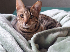 Savannah cross Bengal