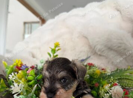 Miniature Schnauzer Boy & Girl &ndash; 8 Weeks Old.