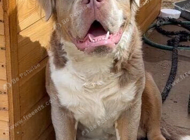 Fluffy olde English bulldog cross. Dad&rsquo;s a saint bernerd cross mammut bulldog mums a olde Tyne bulldog.