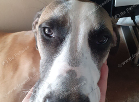 Hi thus is hank lurcher Cross cane corsa