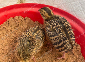 Kala teetar chick for sale