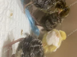 6 Chinese painted quail chicks