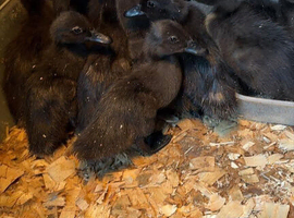 Cayuga ducklings