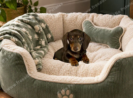 Beautiful Miniature Dachshund Boy