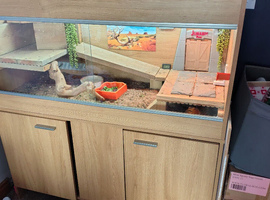 Bearded dragon with viv