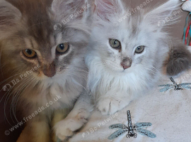 XXL Maine Coon Kittens.