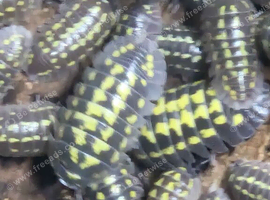 Giant Neon Yellow Isopod, (Armadillidium gestroi)