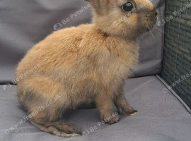 2x male rabbits