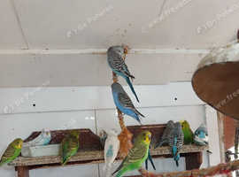 Young budgies