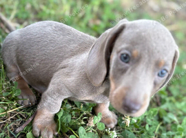 Stunning litter mini Dachshund puppies