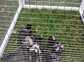 Checks