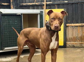 Bull greyhound