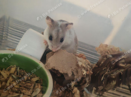 Dwarf Chinese hamster female