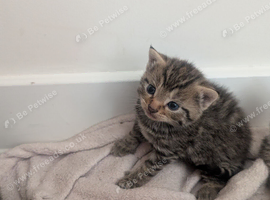 Kitten last one !! Tabby male