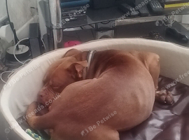 Staffordshire bull terrier
