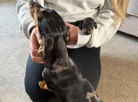 Dachshund Stud Wanted