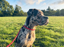 Female Cane Corso