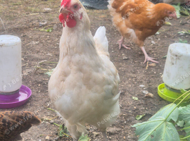 Barn mix rooster