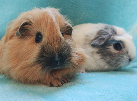 Beautiful boy guinea pigs nice colours