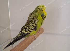 4 budgies to go as one lot.&pound;60