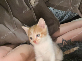 Beautiful ginger and white kittens