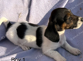 Mini dachshund x jack Russell puppies