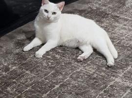 Urgent home