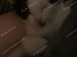 4 Male Cats For Sale