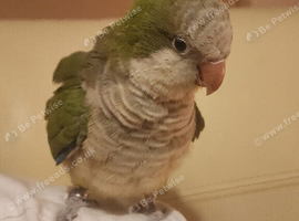 Tame quaker for sale