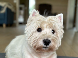 West highland terrier vot looking for a new home