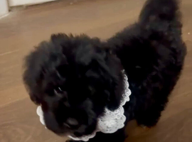 F1 cavapoo babies