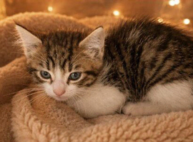 Last Girl Kitten Tabby And White