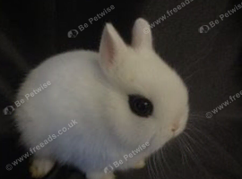 Baby dwarf rabbits