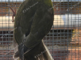 Kakariki
