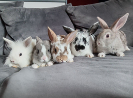 6 baby bucks 8-10wks