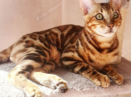 Pure bred rosetted Bengal kittens