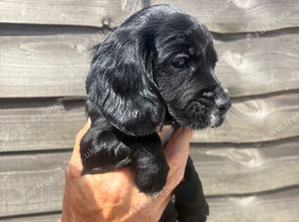Cocker spaniel pups for sale